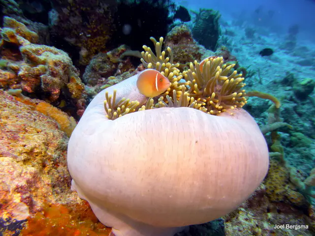 Underwater photograph by Joel Bergsma