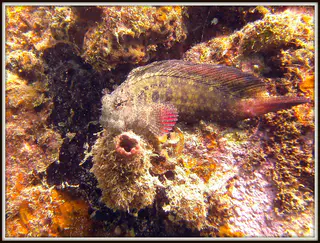 Dragonet. See Gerald Allen, et al, Reef Fish Identification - Tropical Pacific (2003) at page 292.