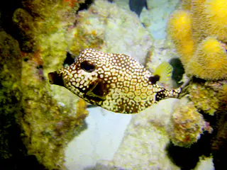 Underwater photograph by Joel Bergsma