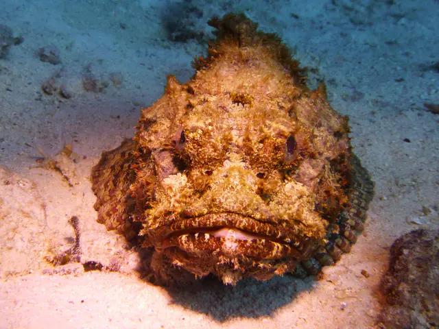 Underwater photograph by Joel Bergsma