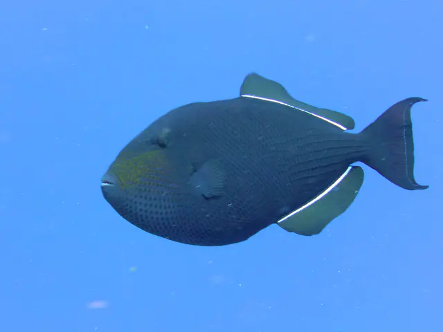 Underwater photograph by Joel Bergsma