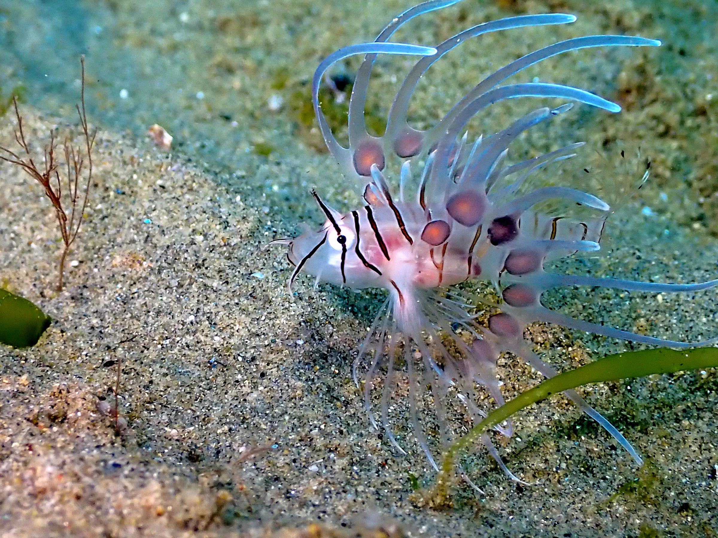 Philippines underwater photograph, 2024