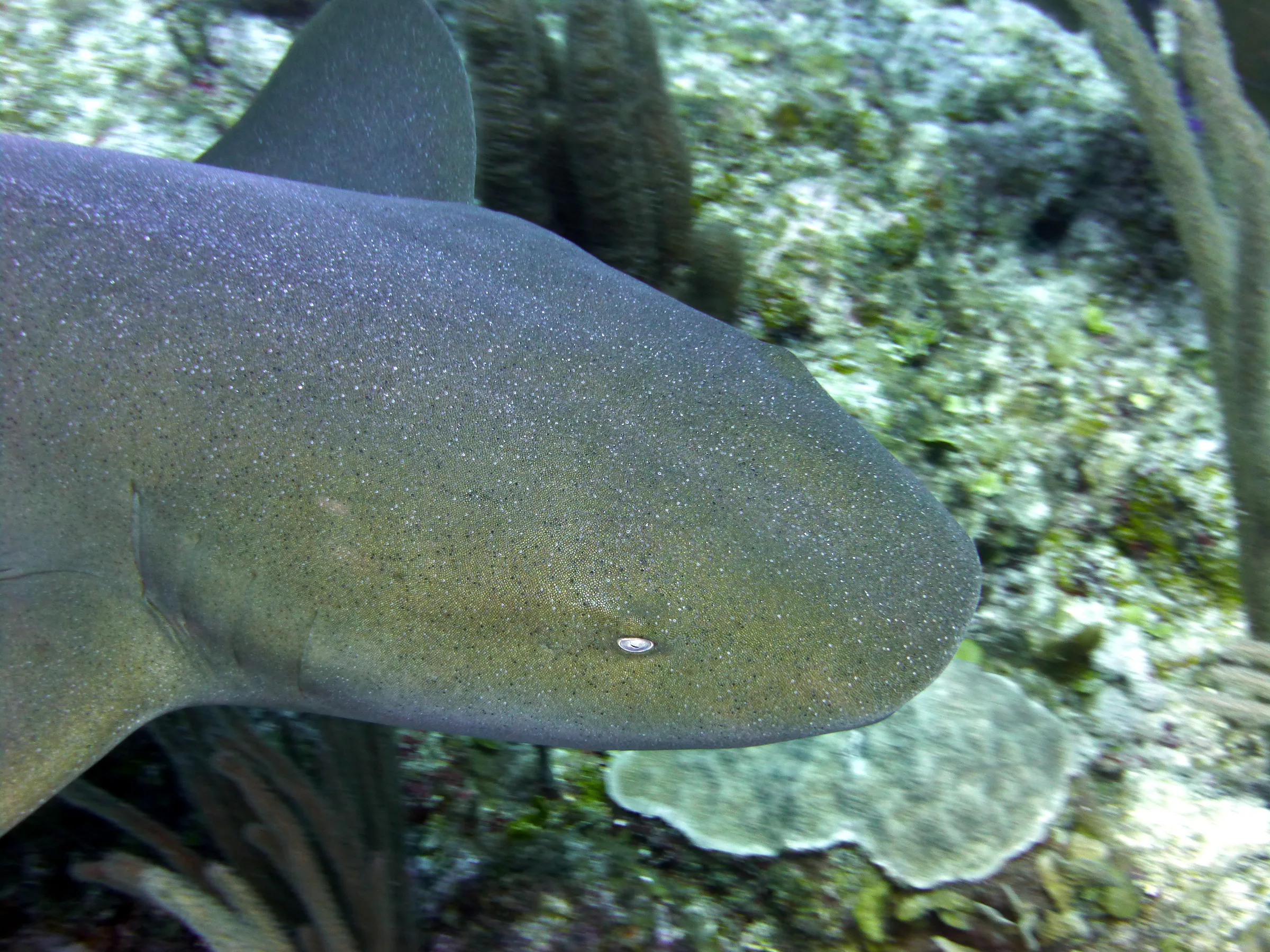 Nurse Shark, Belize, 2017