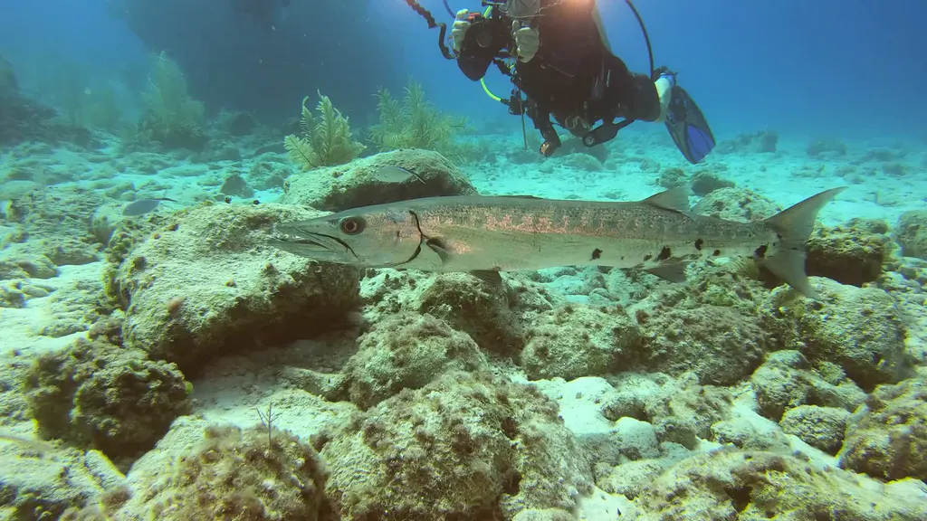 Barracuda