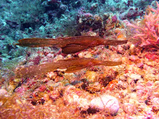 Robust Ghost Pipefish. Photos at Gerald Allen, et al, Reef Fish Identification - Tropical Pacific (2003), page 424.