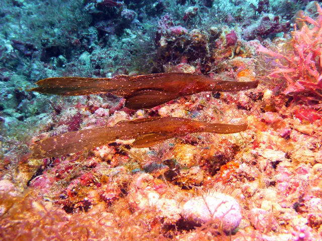 Robust Ghost Pipefish.  Photos at Gerald Allen, et al, Reef Fish Identification - Tropical Pacific (2003), page 424.