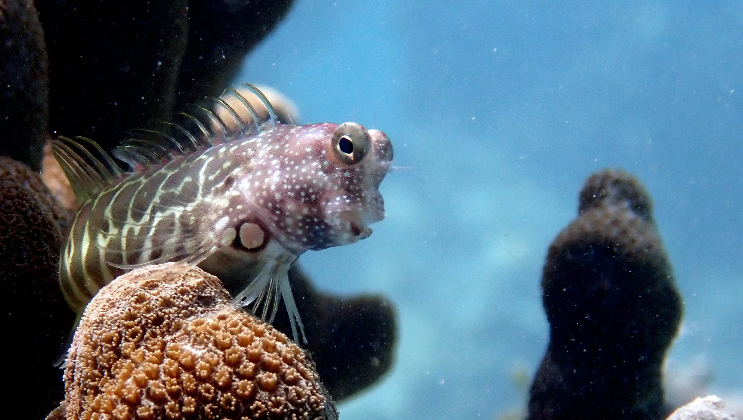 Palau underwater photograph, 2022
