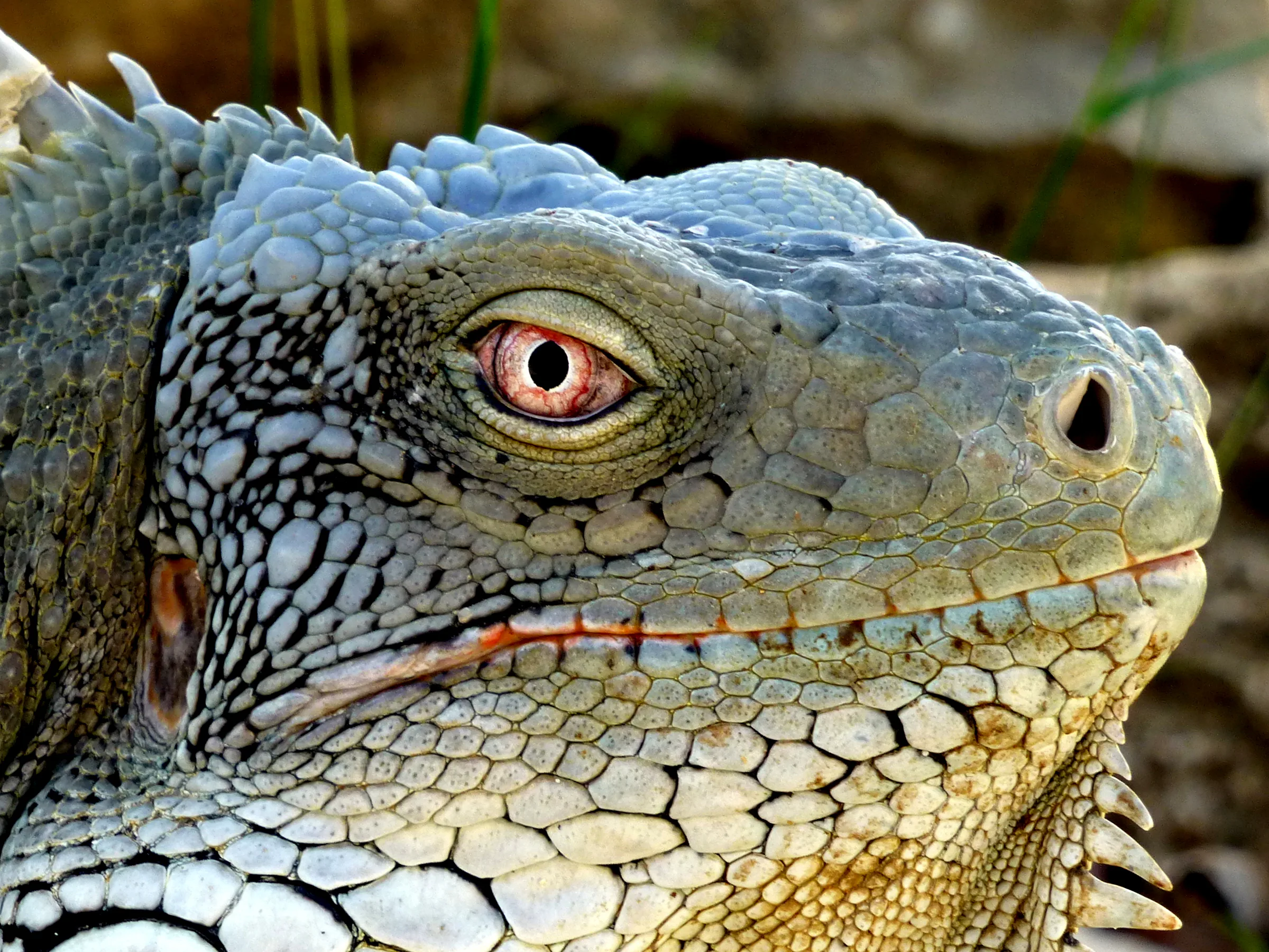 Iguana, Bonaire, 2013