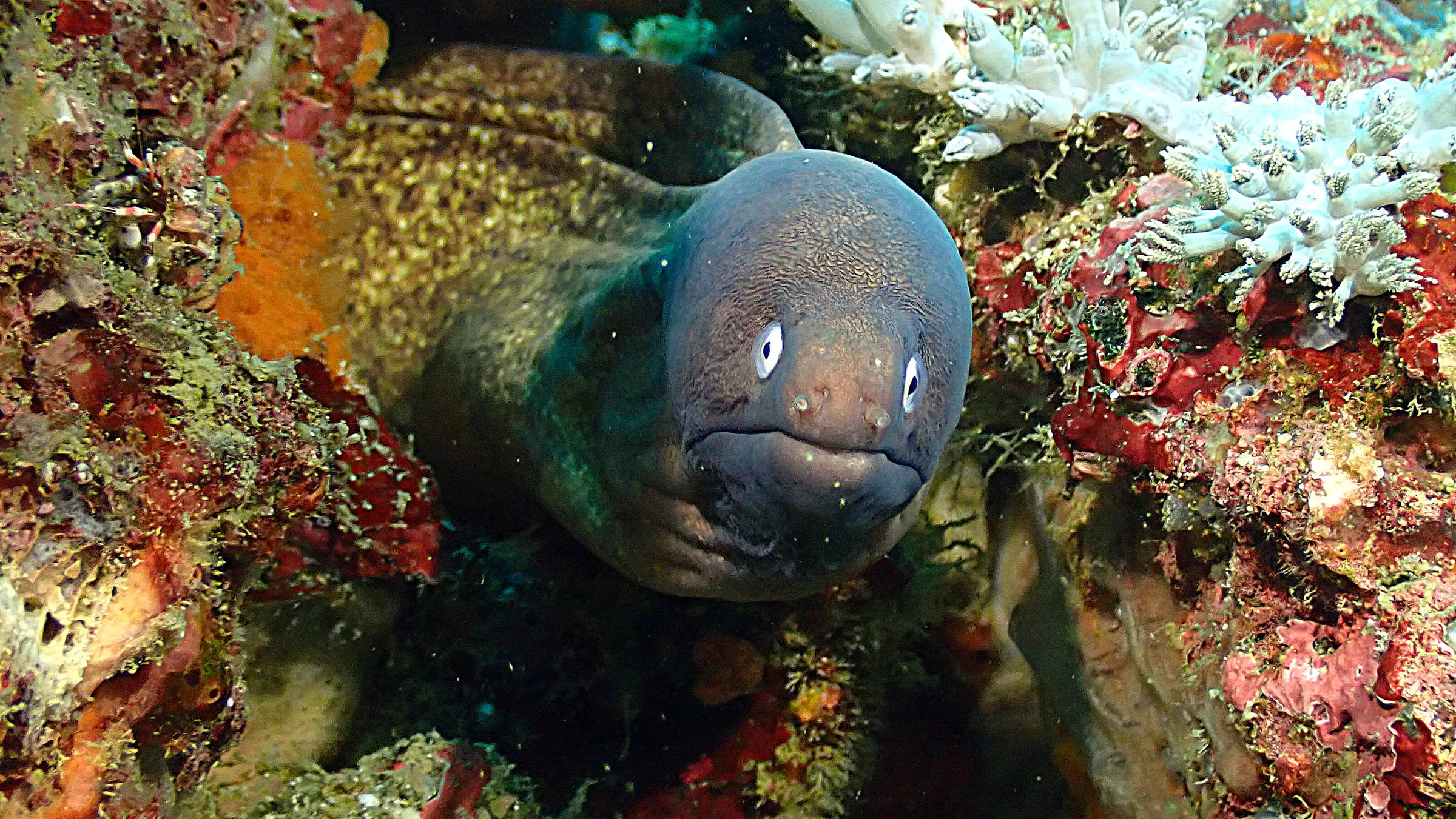 Philippines underwater photograph, 2022