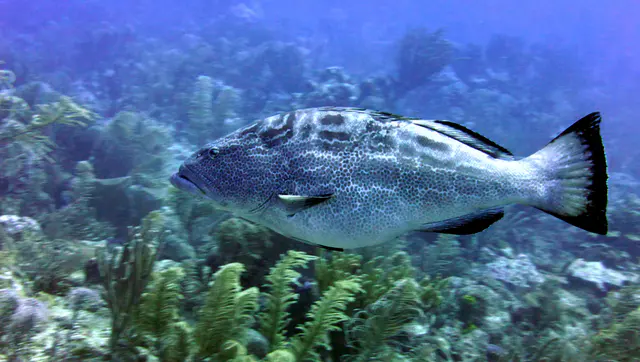 Underwater photograph by Joel Bergsma