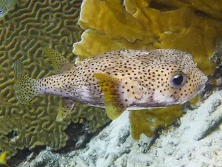 Underwater photograph by Joel Bergsma