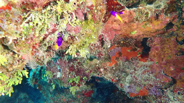 Underwater photograph by Joel Bergsma
