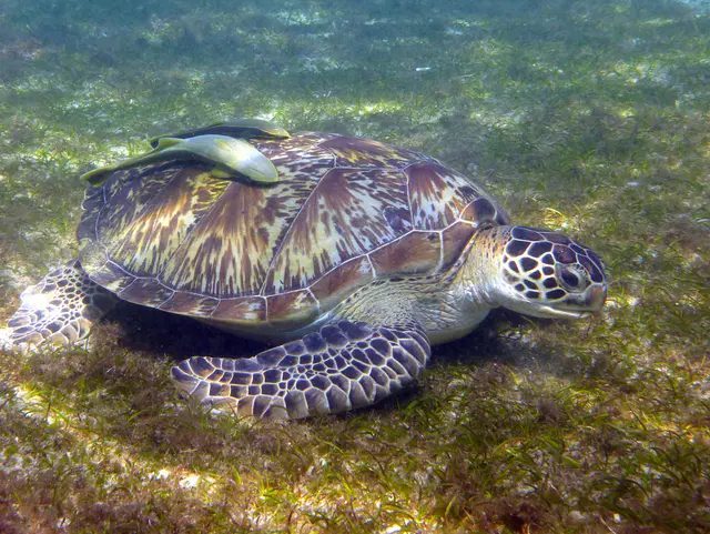 Underwater photograph by Joel Bergsma
