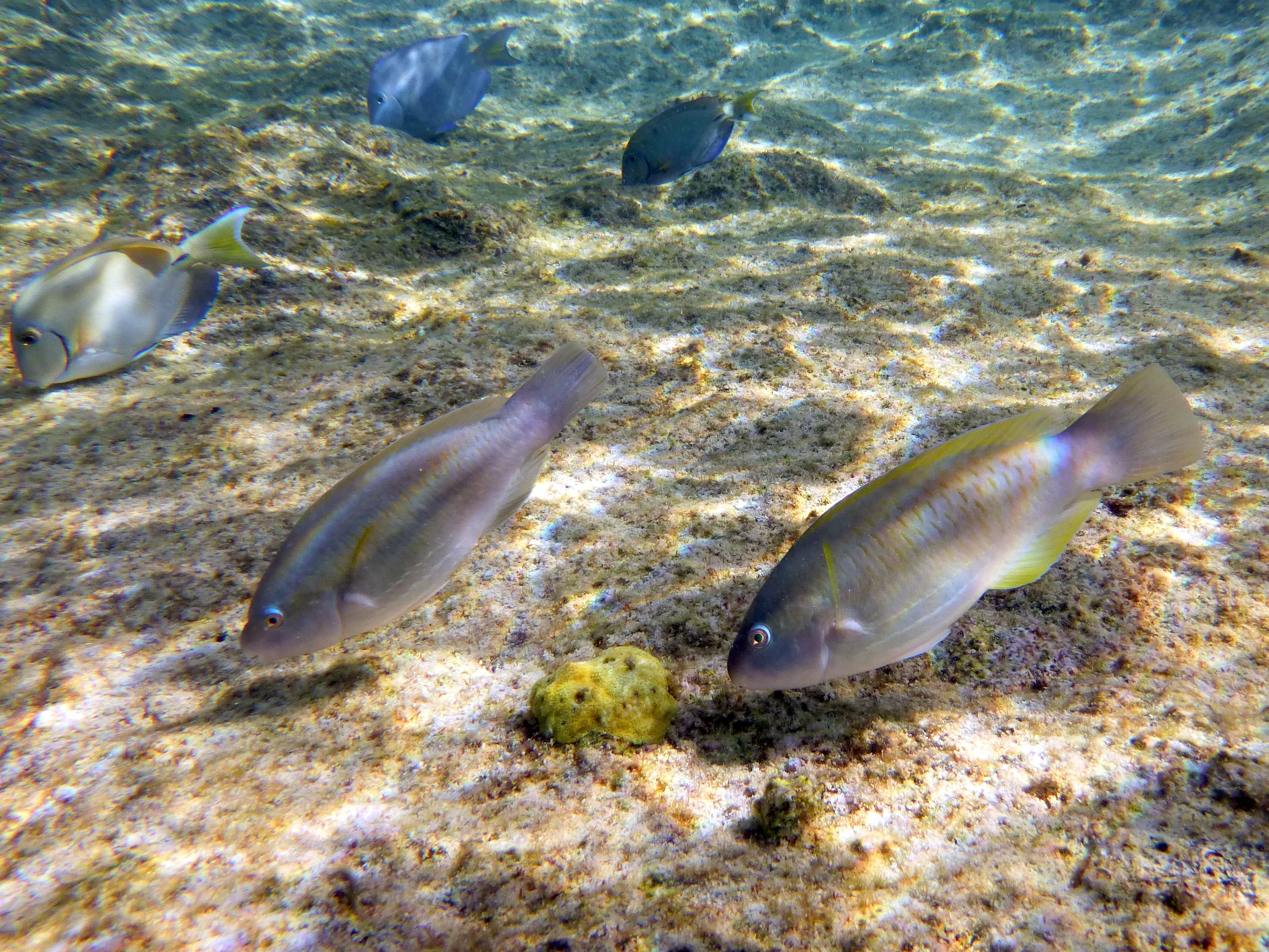 Goatfish, Bonaire, 2013