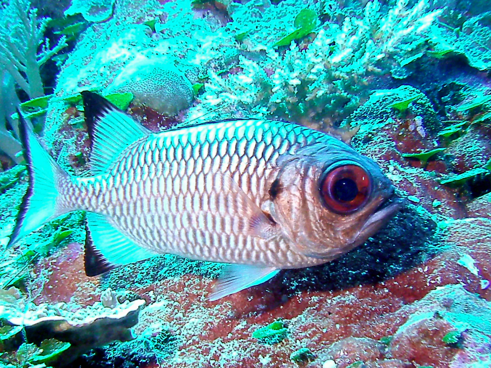 Soldierfish. See Gerald Allen, et al, Reef Fish Identification - Tropical Pacific (2003) at pages 239-244.