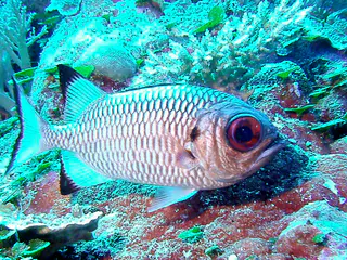 Soldierfish. See Gerald Allen, et al, Reef Fish Identification - Tropical Pacific (2003) at pages 239-244.