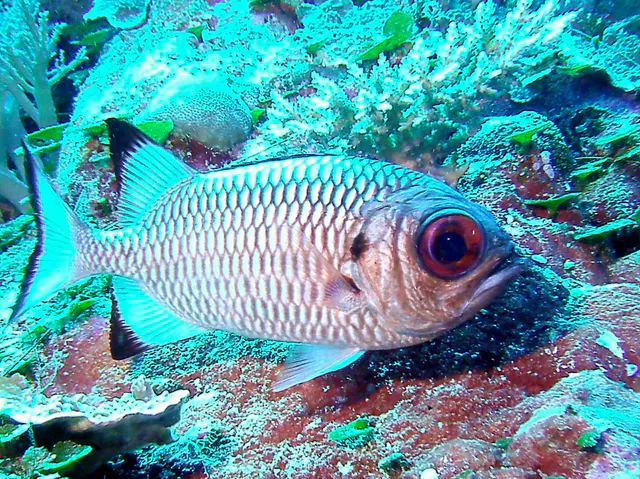 Soldierfish. See Gerald Allen, et al, Reef Fish Identification - Tropical Pacific (2003) at pages 239-244.