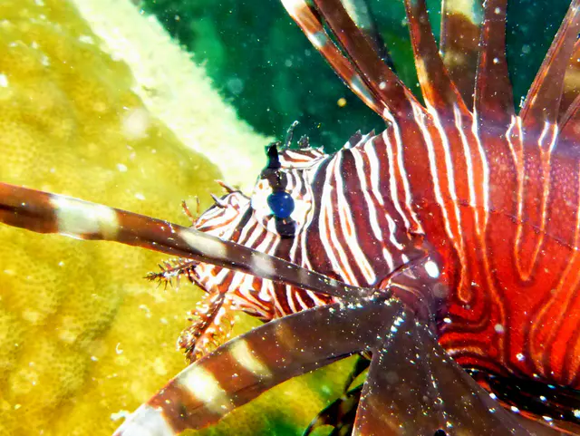Underwater photograph by Joel Bergsma
