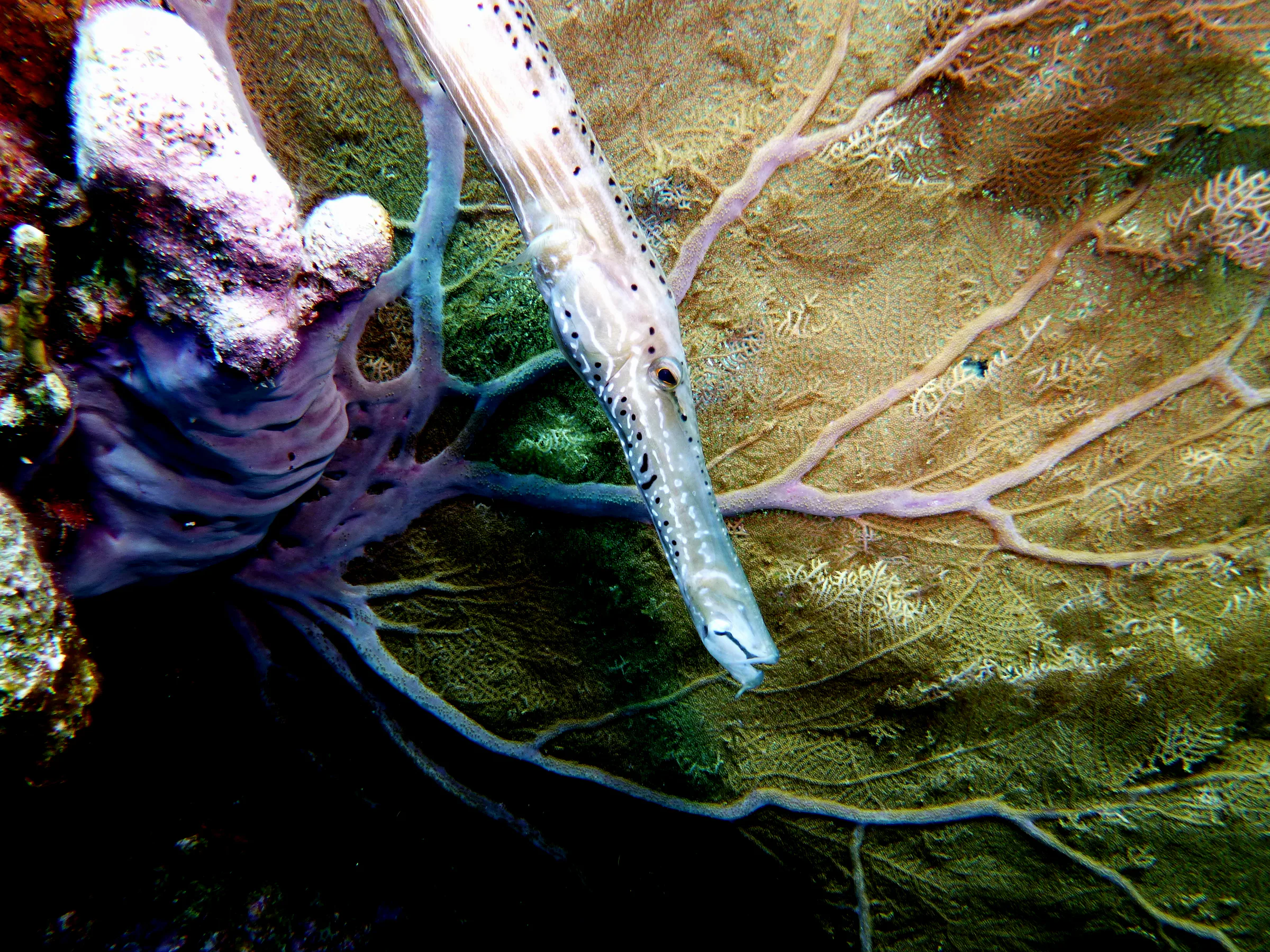 Trumpetfish, Bonaire, 2013