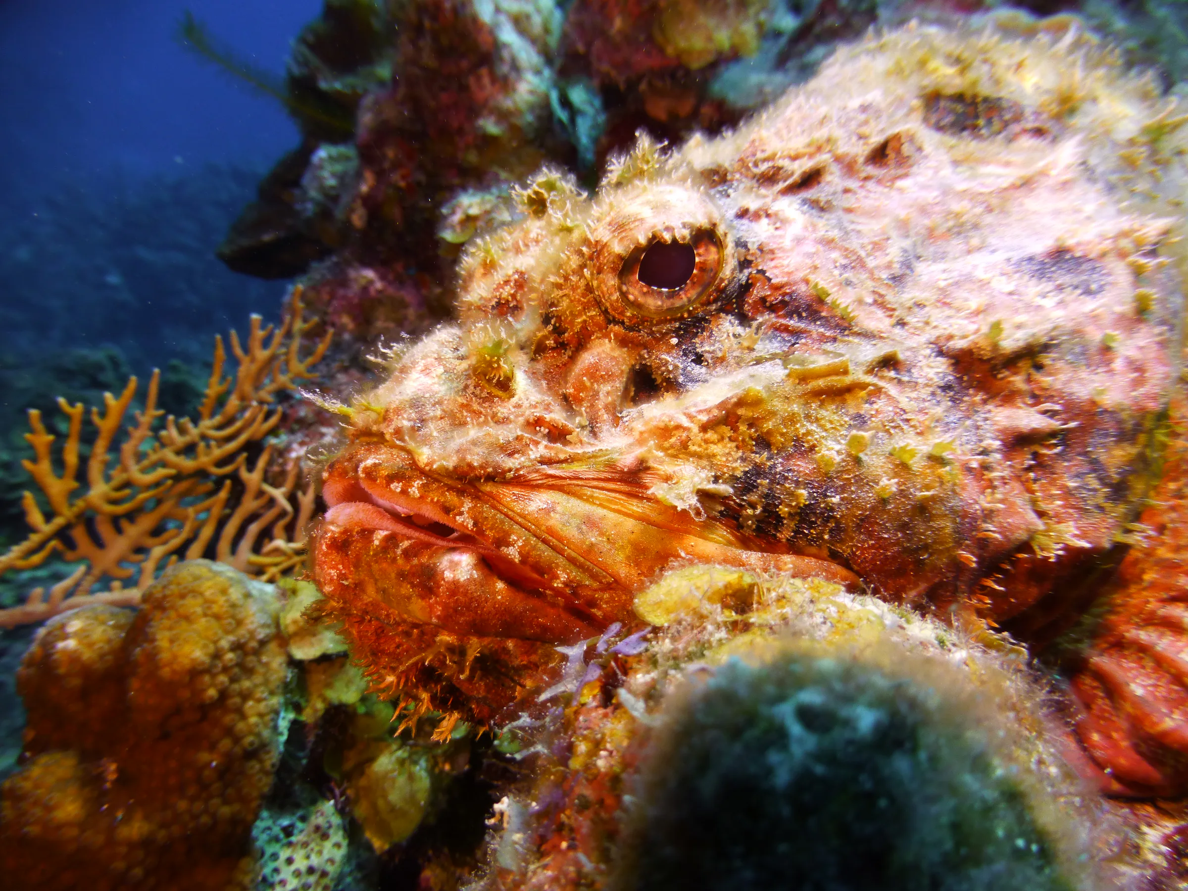 Scorpionfish, Belize, 2017