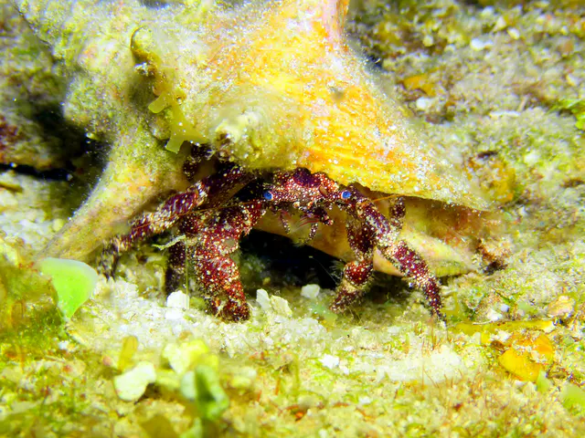 Underwater photograph by Joel Bergsma