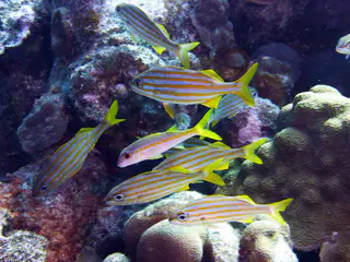 Underwater photograph by Joel Bergsma