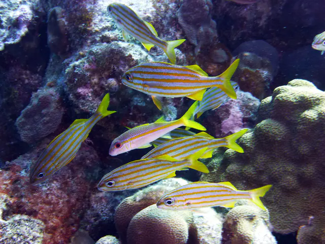 Underwater photograph by Joel Bergsma