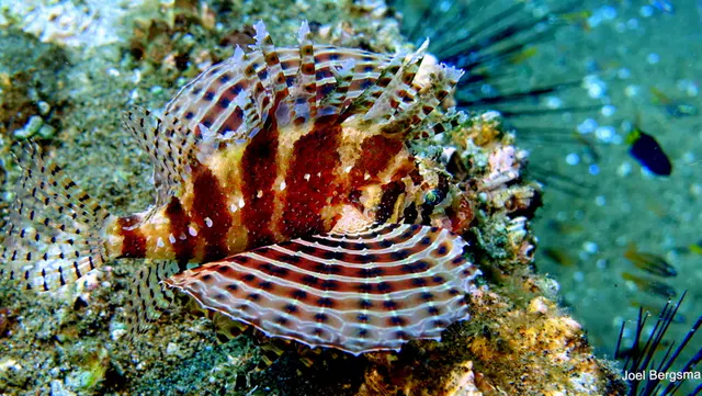 Underwater photograph by Joel Bergsma