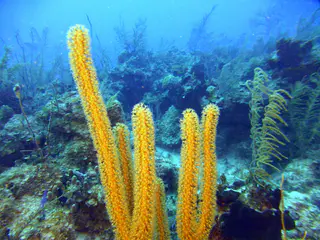 Underwater photograph by Joel Bergsma