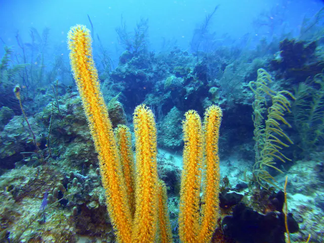 Underwater photograph by Joel Bergsma