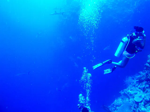 10 sharks circle in the distance along this reef wall.