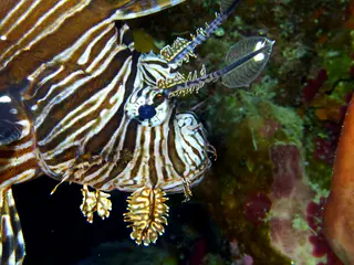 Underwater photograph by Joel Bergsma