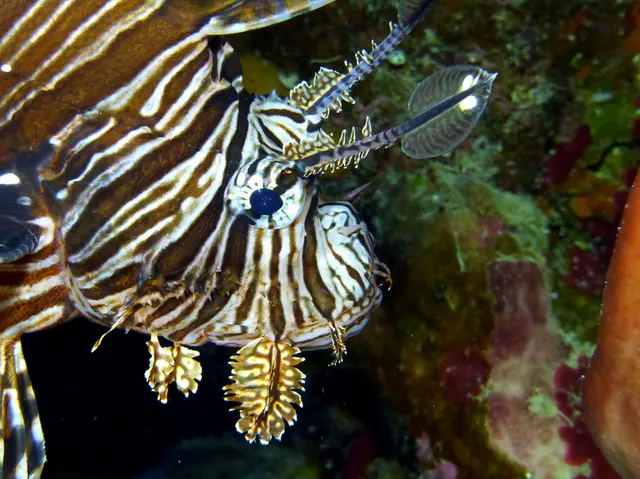 Underwater photograph by Joel Bergsma