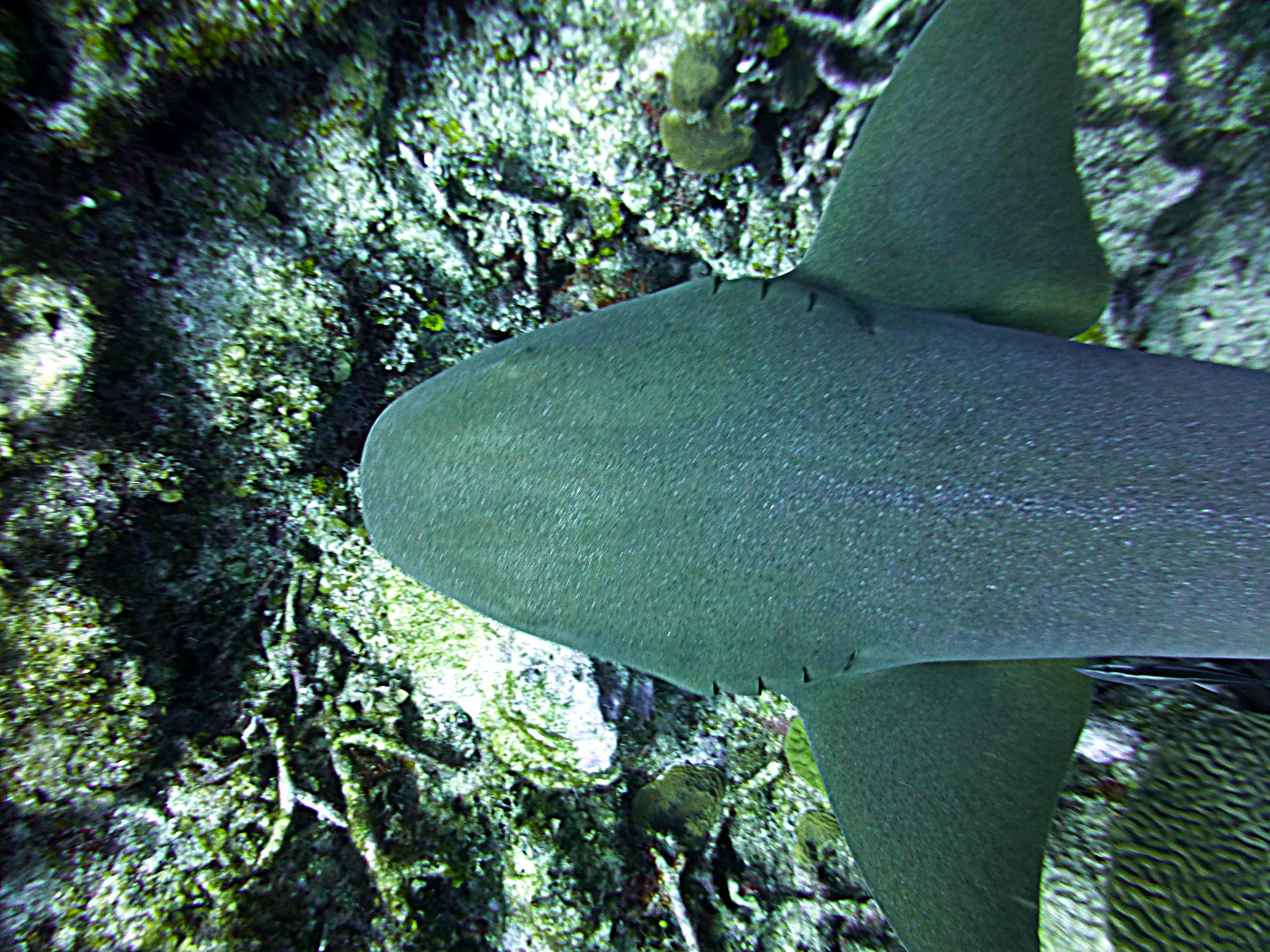 Nurse Shark, Belize, 2017