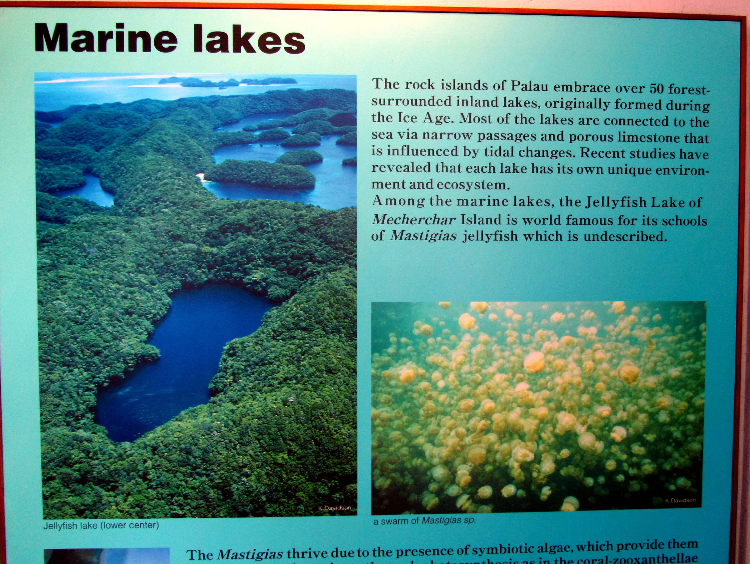 Palau Aquarium.  Among Palau's marine lakes is its most famous lake, Jellyfish Lake.