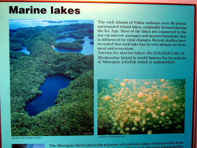 Palau Aquarium.  Among Palau's marine lakes is its most famous lake, Jellyfish Lake.