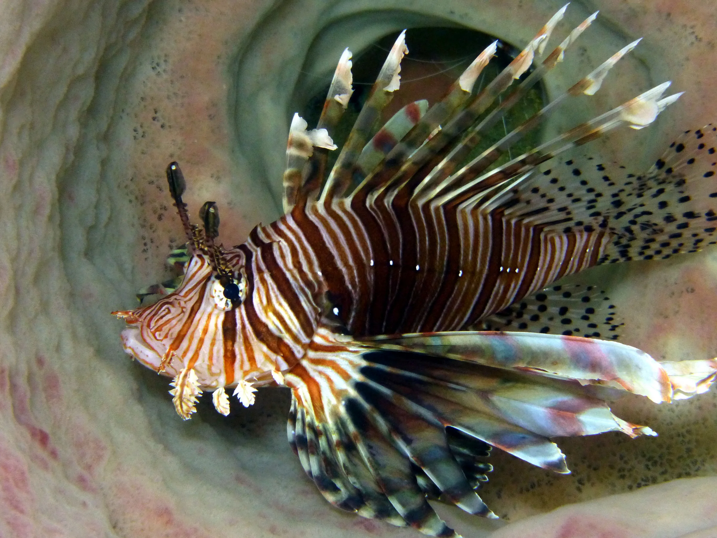 Lionfish, Philippines, 2014