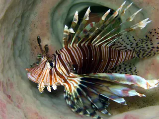 Underwater photograph by Joel Bergsma