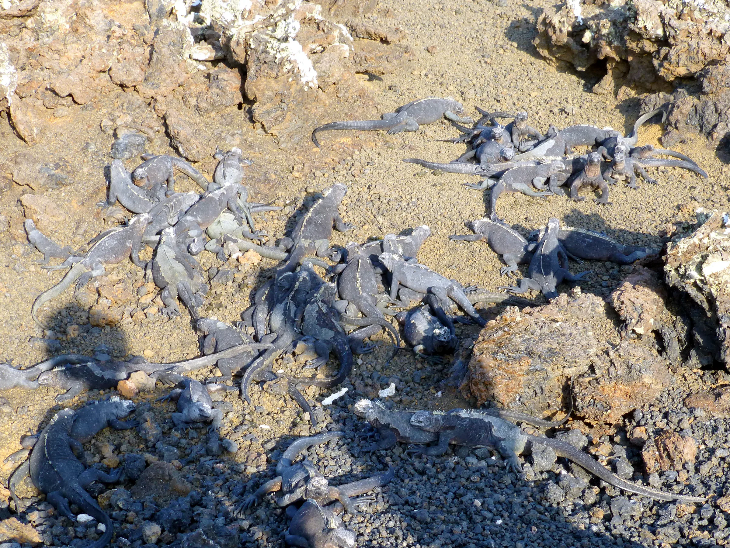 A cluster of marine iguanas on a nesting beach.