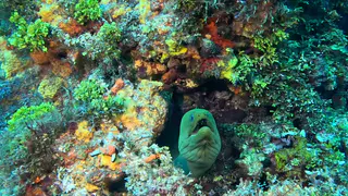 Underwater photograph by Joel Bergsma