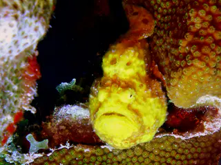 Underwater photograph by Joel Bergsma