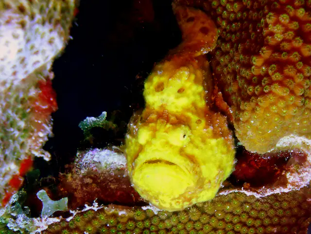 Underwater photograph by Joel Bergsma