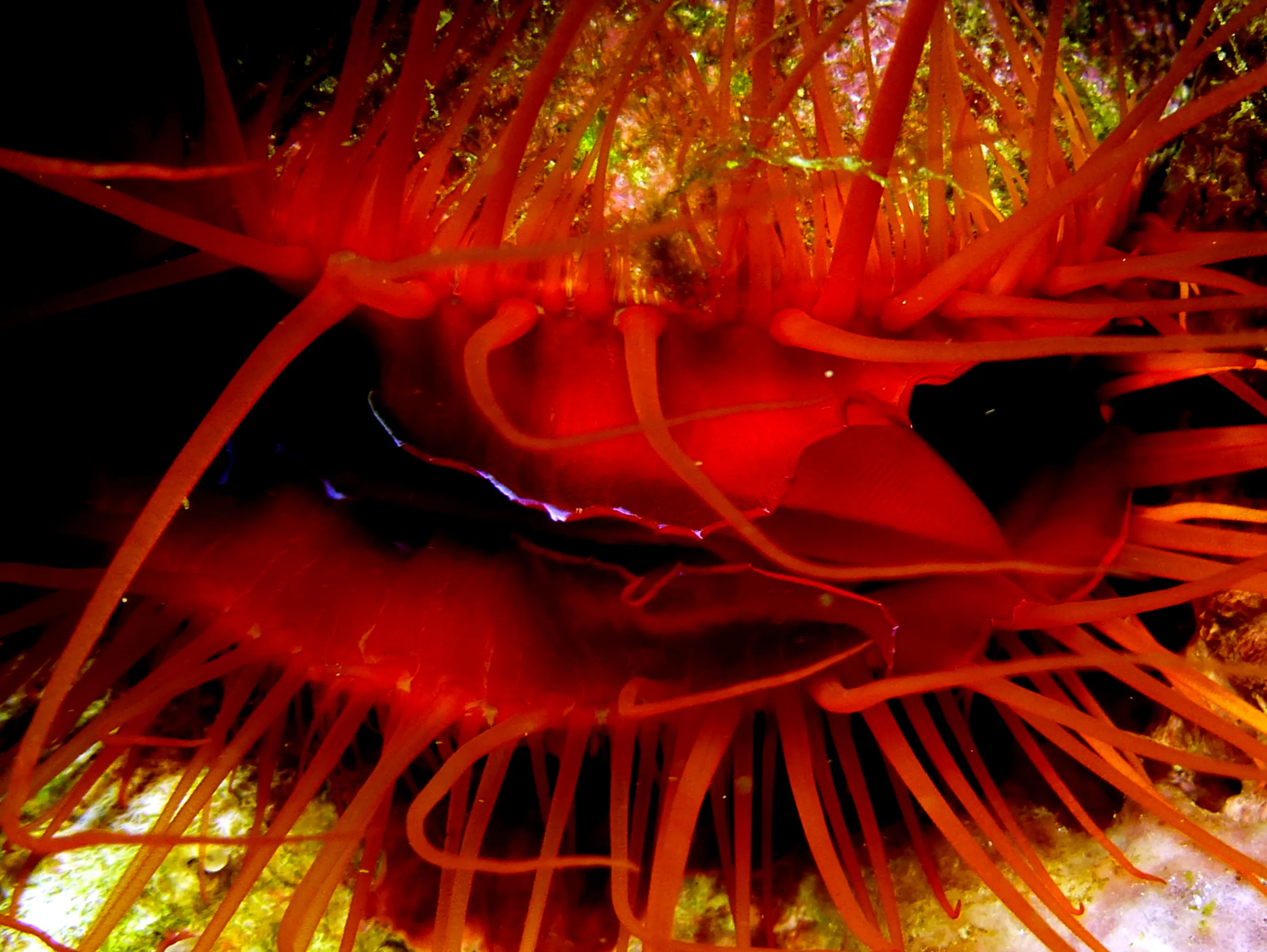 Philippines underwater photograph, 2014