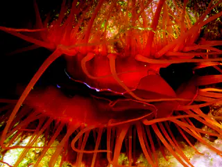 Underwater photograph by Joel Bergsma