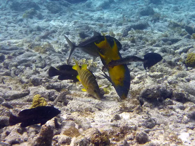 Underwater photograph by Joel Bergsma