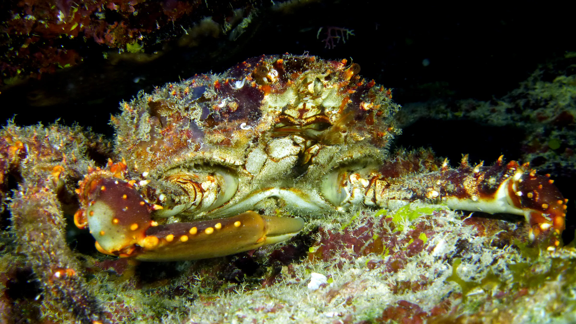 Channel Clinging Crab, Belize, 2017