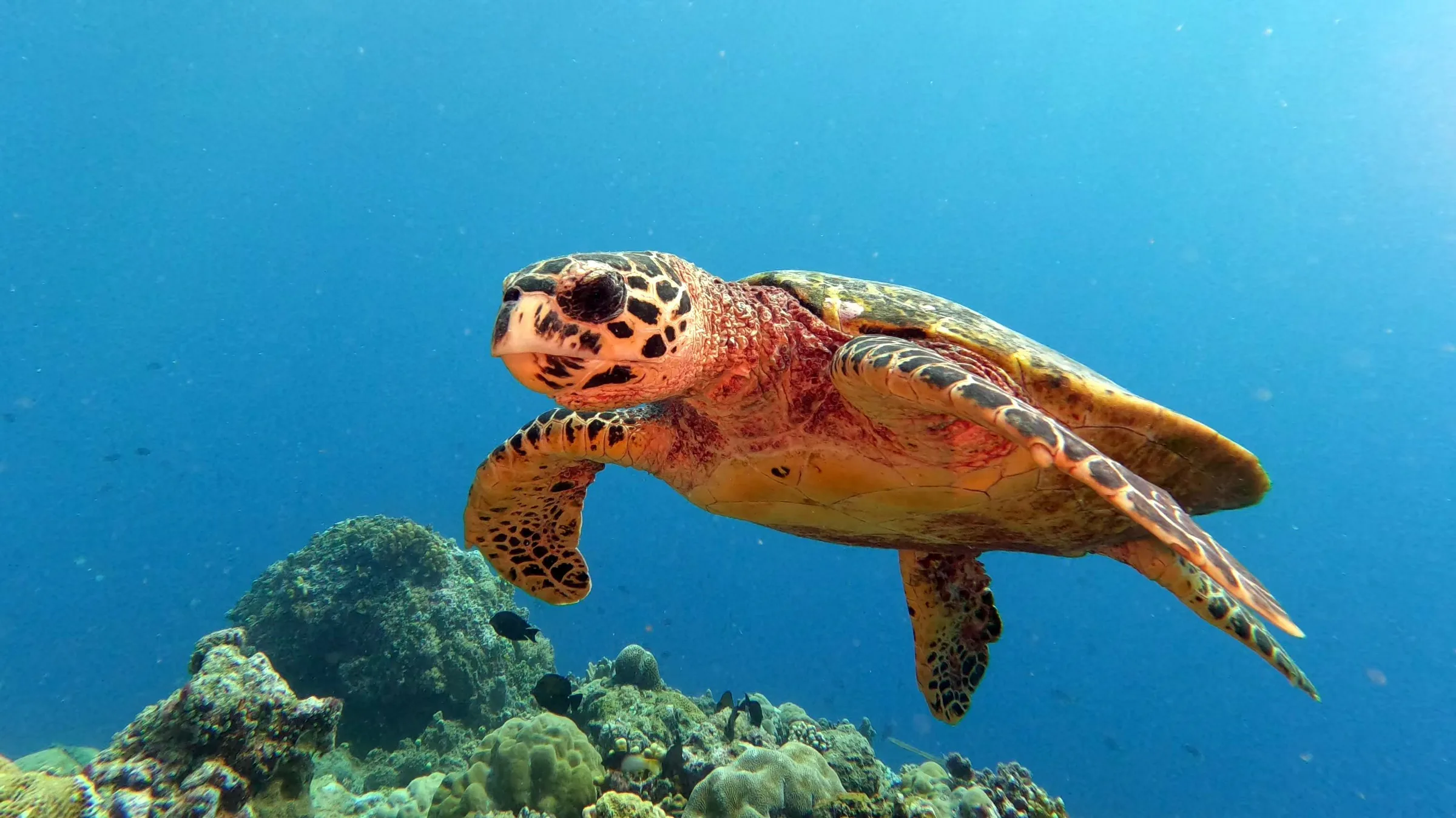 Palau underwater photograph, 2022