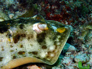 Underwater photograph by Joel Bergsma