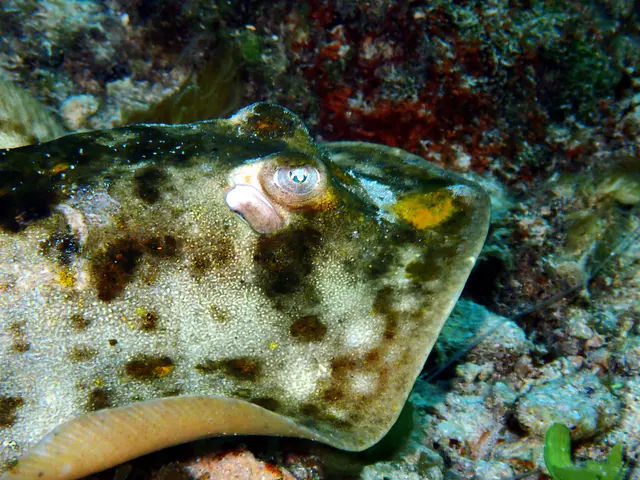Underwater photograph by Joel Bergsma