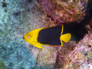 Underwater photograph by Joel Bergsma